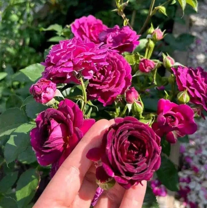 Elegant Climbing Rose Flower Seeds